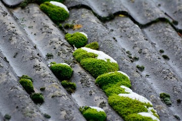 Snow covered green moss on the roof