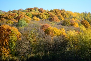 Colorful autumn trees in the village