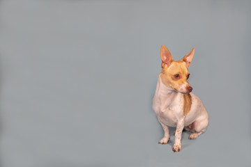 Chihuahua weenie dog puppy mixed breed on solid background 