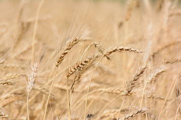 harvest in August in the village