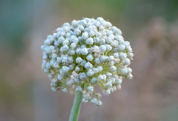 Flower of onions in the garden