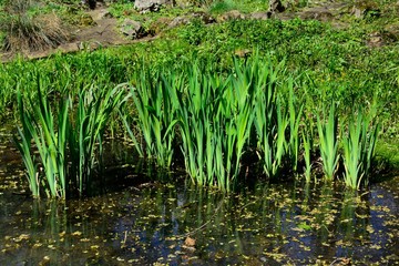 Aquatic coastal plants in spring
