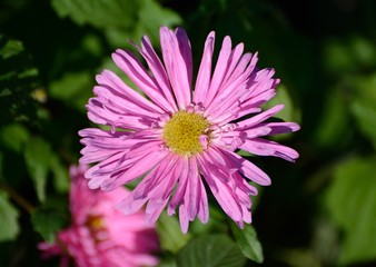 chrysanthemum in autumn flowerbed