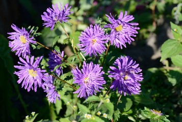 Obraz premium chrysanthemum in autumn flowerbed