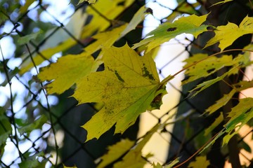 maple leaf in the park