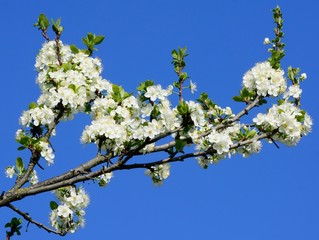 White flowers of fruit trees