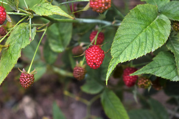 The ripe raspberry on a bush with the garden.