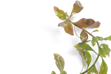 Ludwigia repens also known as Water Primrose, a freshwater aquarium plant originated from North...