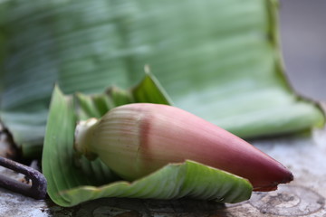 flowers of banana