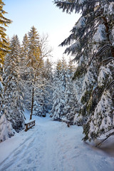 Mountain trail in Mala Laka Valley (Dolina Małej Łąki) nearby Zakopane in Tatra mountains.