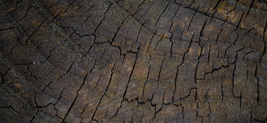 texture of an old tree. background for photos. tree cross section