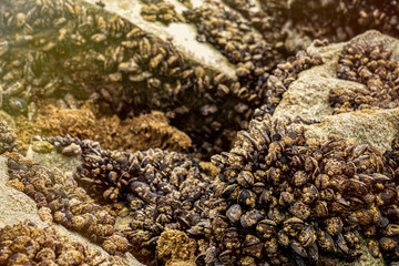 Mussels attached to a rock