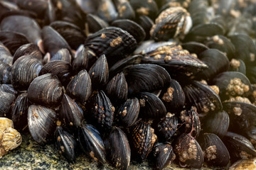 Mussels piled up on a rock