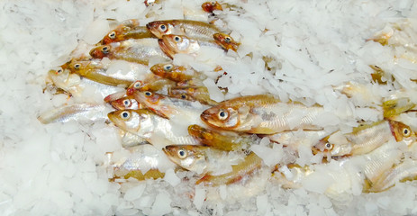 whitebait smelt