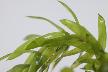 Fototapeta premium Egeria densa / Brazilian waterweed, is a species of 'Egeria' native to warm temperate South America in southeastern Brazil, Argentina, and Uruguay, usualy used for aquascape plant