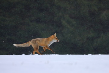 Red fox (Vulpes vulpes) in winter. Wildlife scene from Europe. Orange fur coat animal hunting in nature habitat. Fox running in snow on meadow. Habitat Europe, Asia, North America.