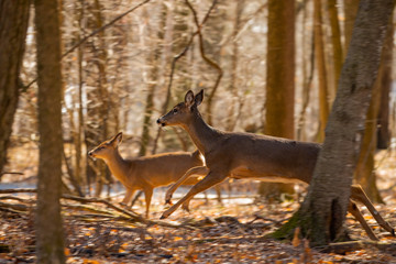 White-tailed deer in the spring forest. Natural scene from Wisconsin state forest.