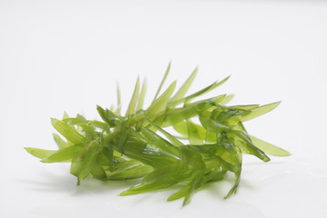 Egeria densa / Brazilian waterweed, is a species of 'Egeria' native to warm temperate South America in southeastern Brazil, Argentina, and Uruguay, usualy used for aquascape plant