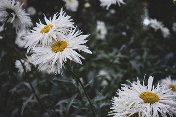 Daisies in Bariloche