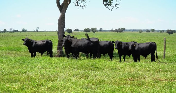 Agribusiness - Brangus Black Cattle, in natural pasture, Angus cattle, highly genetic bulls in Brazil - Livestock