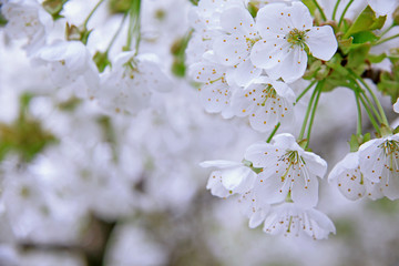 Kwitnące drzewa owocowe © nitka_zaplatana