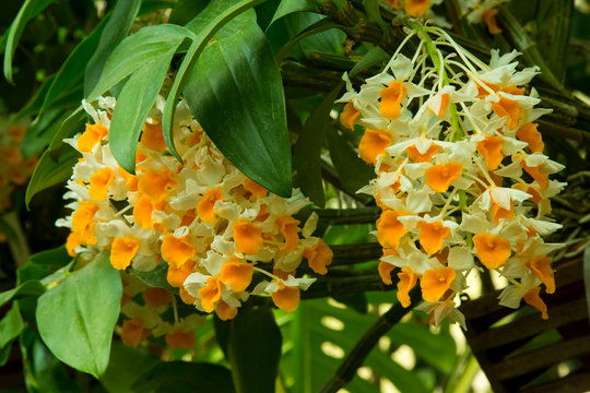 Dendrobium amabile (Dendrobium bronckartii).
