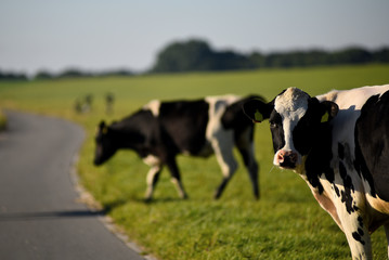Chilliger Blick von der Kuh auf dem Land, Landleben im Land Wursten, Kühe auf dem Weserdeich,...