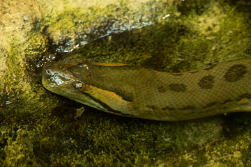 Green anaconda (Eunectes murinus).