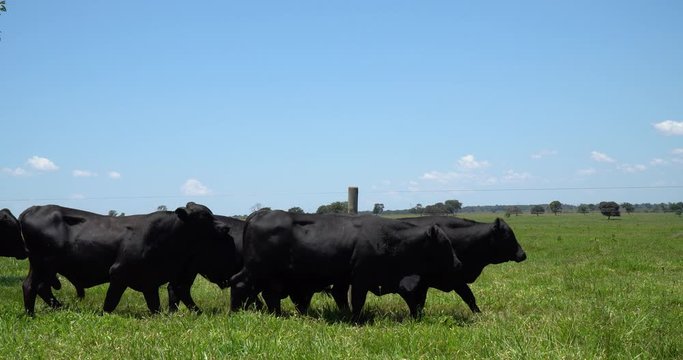 Agribusiness - Brangus Black Cattle, in natural pasture, Angus cattle, highly genetic bulls in Brazil - Livestock