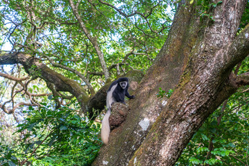 Wild colobus guereza monkey sitting on the branch in tropical forest near city Arusha, Tanzania, Africa