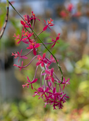 Beautiful dendrobium flower, photographed in the greenhouse at the Botanical Gardens in Gothenburg, Sweden.