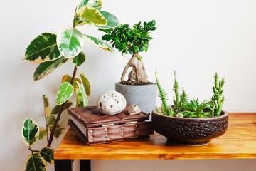 Green potted houseplants in stylish interior with white walls. Plants on wooden table.