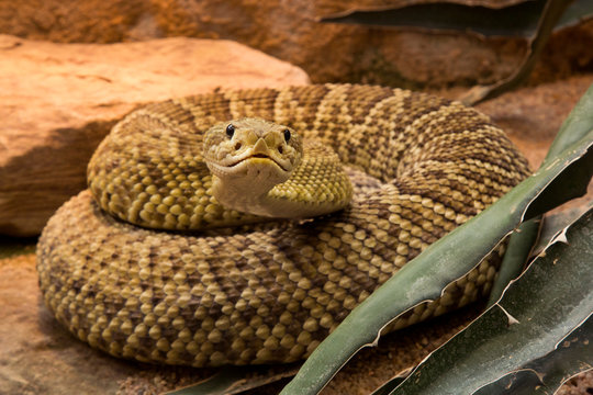 Crotalus Rosa Crotalus bilder – Bläddra bland 1,965 stockfoton, vektorer och videor ...