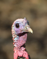Wild turkey portrait