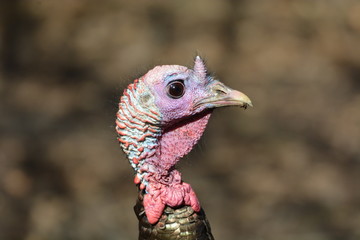 Wild turkey portrait