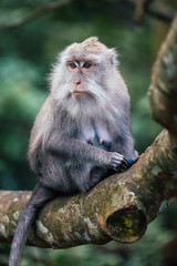 macaque monkey in monkey forest in ubud, bali, indonesia
