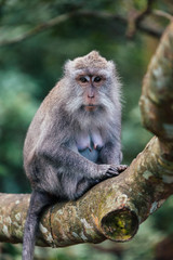 macaque monkey in monkey forest in ubud, bali, indonesia