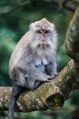 macaque monkey in monkey forest in ubud, bali, indonesia