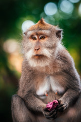 macaque monkey in monkey forest in ubud, bali, indonesia