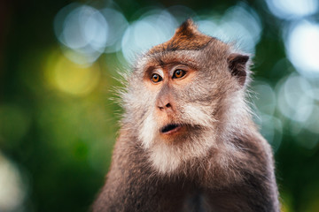 macaque monkey in monkey forest in ubud, bali, indonesia