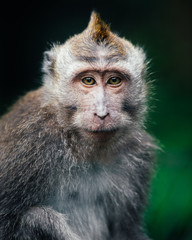 macaque monkey in monkey forest in ubud, bali, indonesia