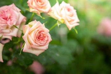 Roses in the garden