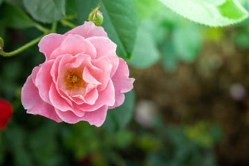 Roses in the garden