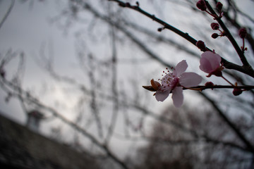 A Close Up of a Pink Flower Budding on a Small Tree With a Blurred Background