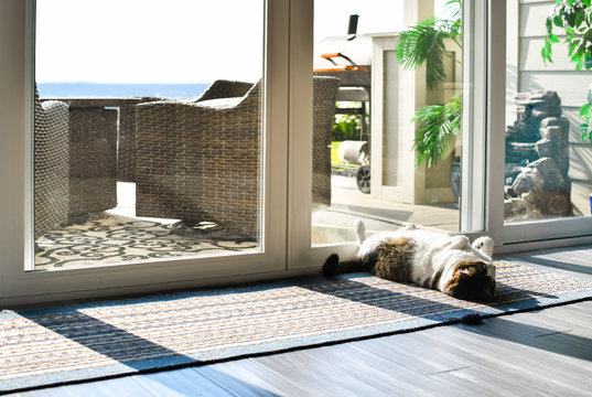 A gray and white tabby cat lounges on his back in the sun in front of a sliding glass door.