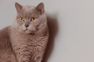 Purple british cat. Portrait of an animal.