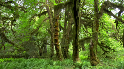 Obraz premium maple trees on the hall of mosses walk in hoh rain forest