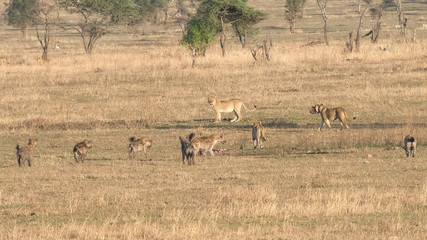 Naklejka na ściany i meble lions abandon the skeleton of a carcass to hyenas at serengeti np