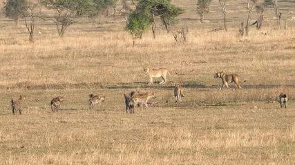Tuinposter leeuwen verlaten het skelet van een karkas aan hyena& 39 s bij serengeti np © chris