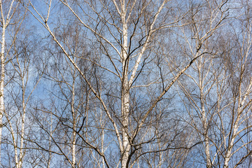 Birch trees branches on the sky background.